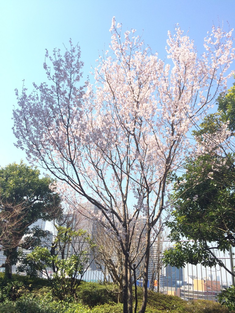 写真 2014-03-24 13 11 01